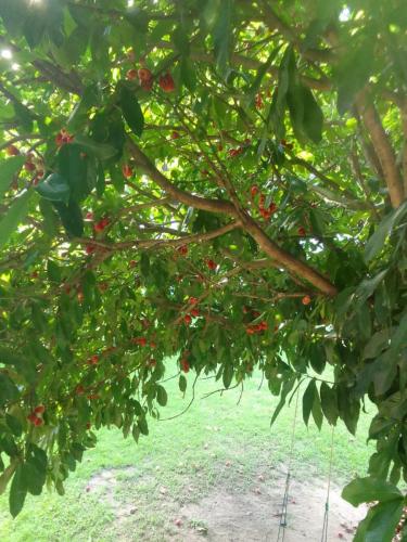 Clínica Cachoeira de  Macacu